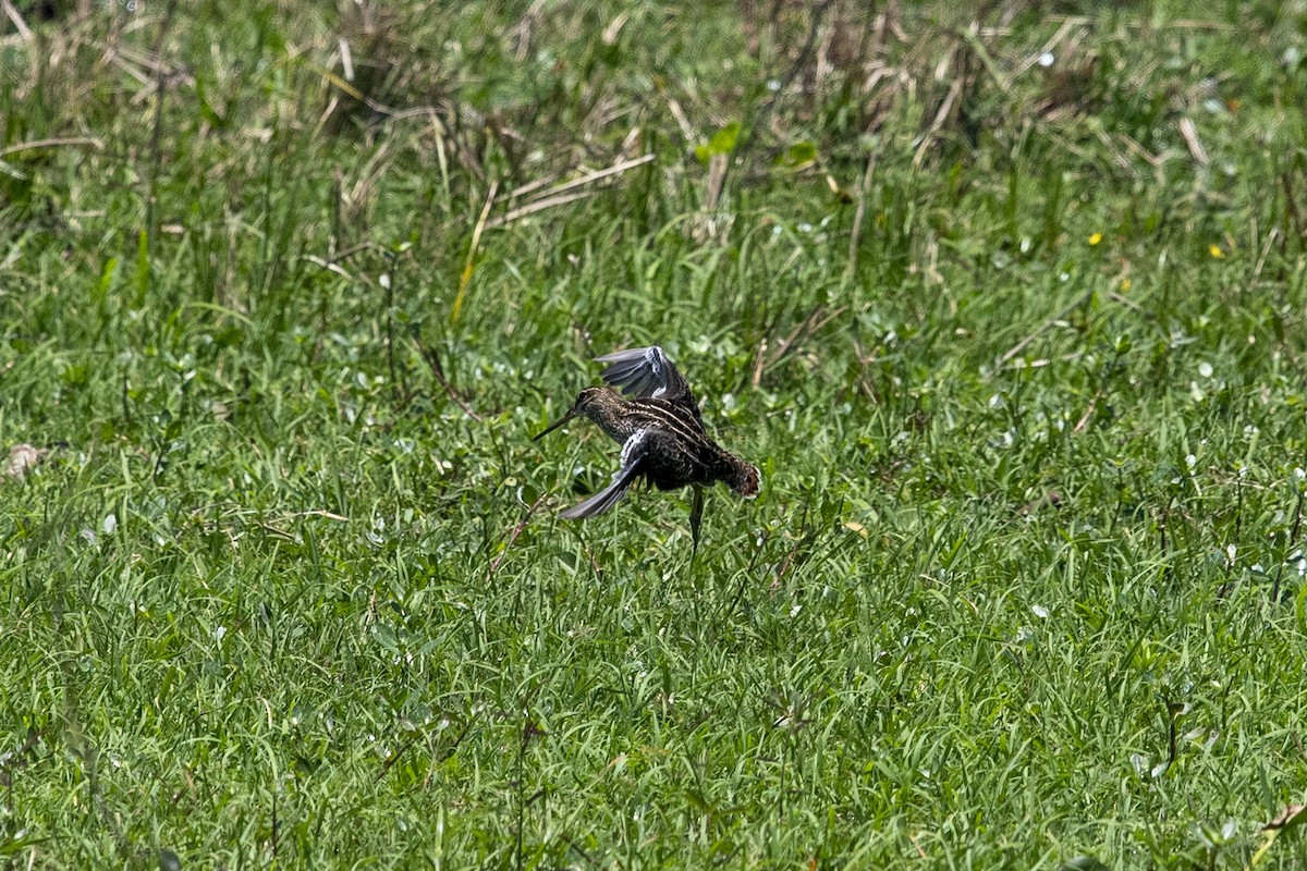 Pantanal Snipe - ML644058489