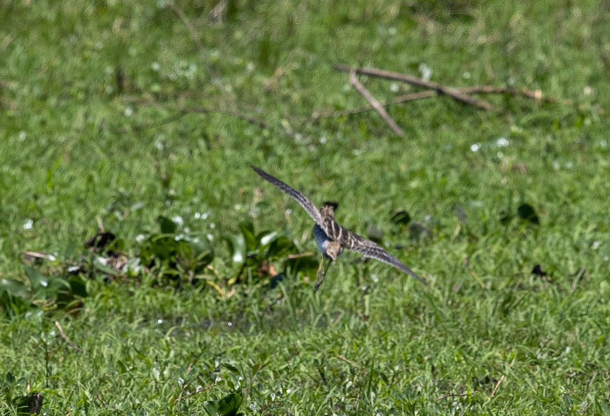 Pantanal Snipe - ML644058490