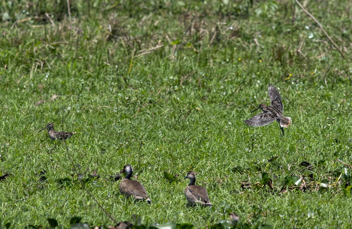 Pantanal Snipe - ML644058491