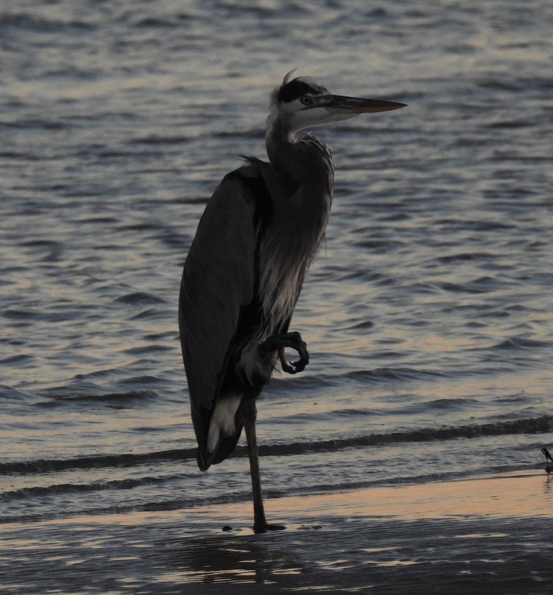 Great Blue Heron - ML644058496