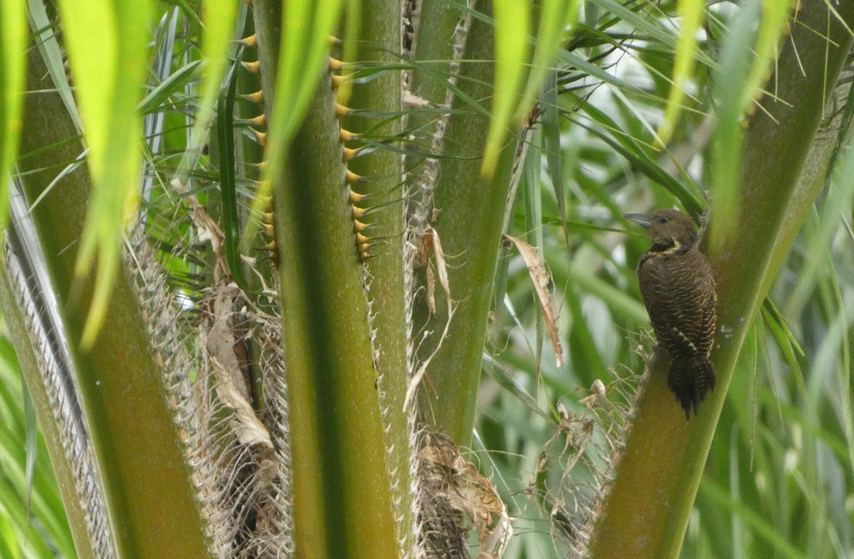 Buff-necked Woodpecker - ML644058525