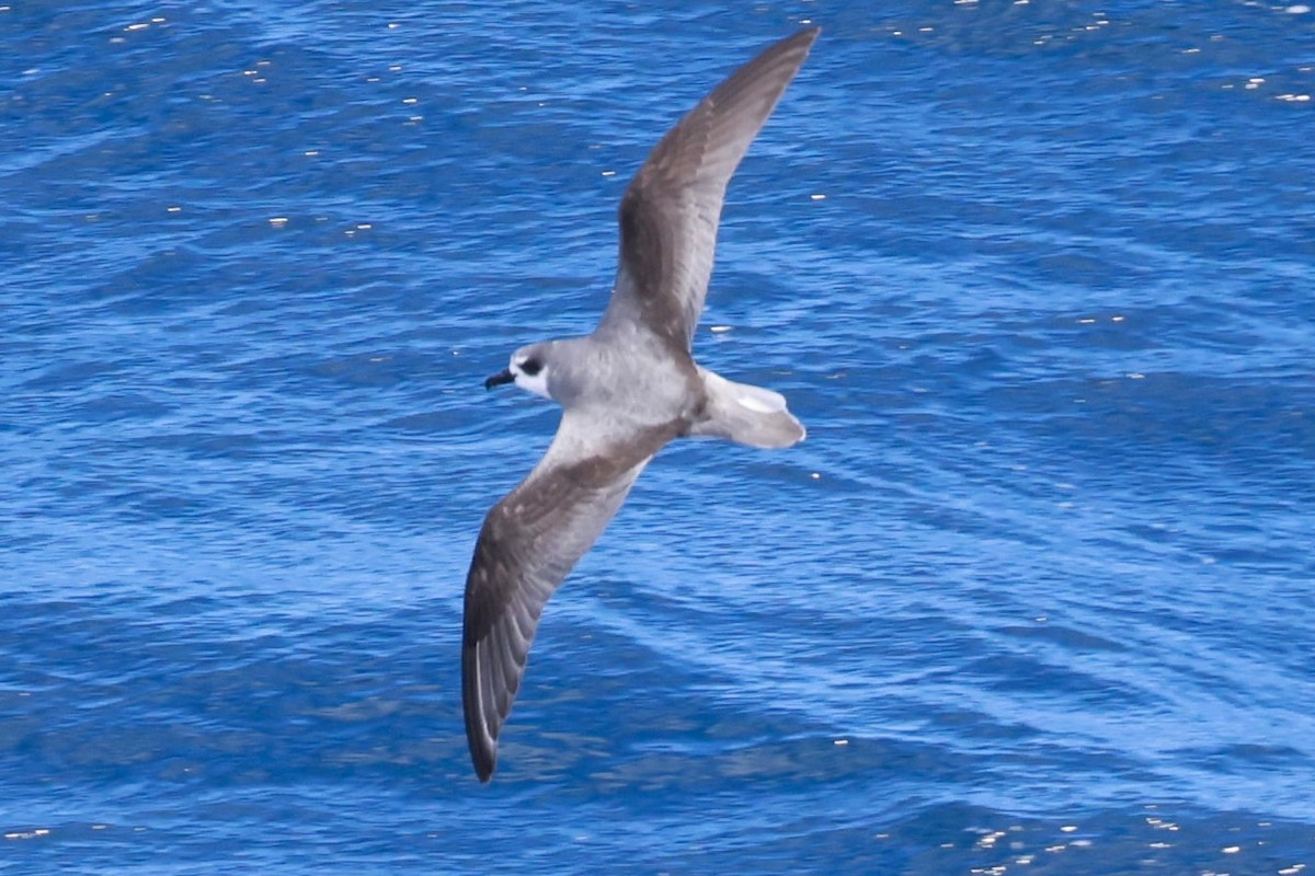 Şili Fırtınakuşu - ML644058528