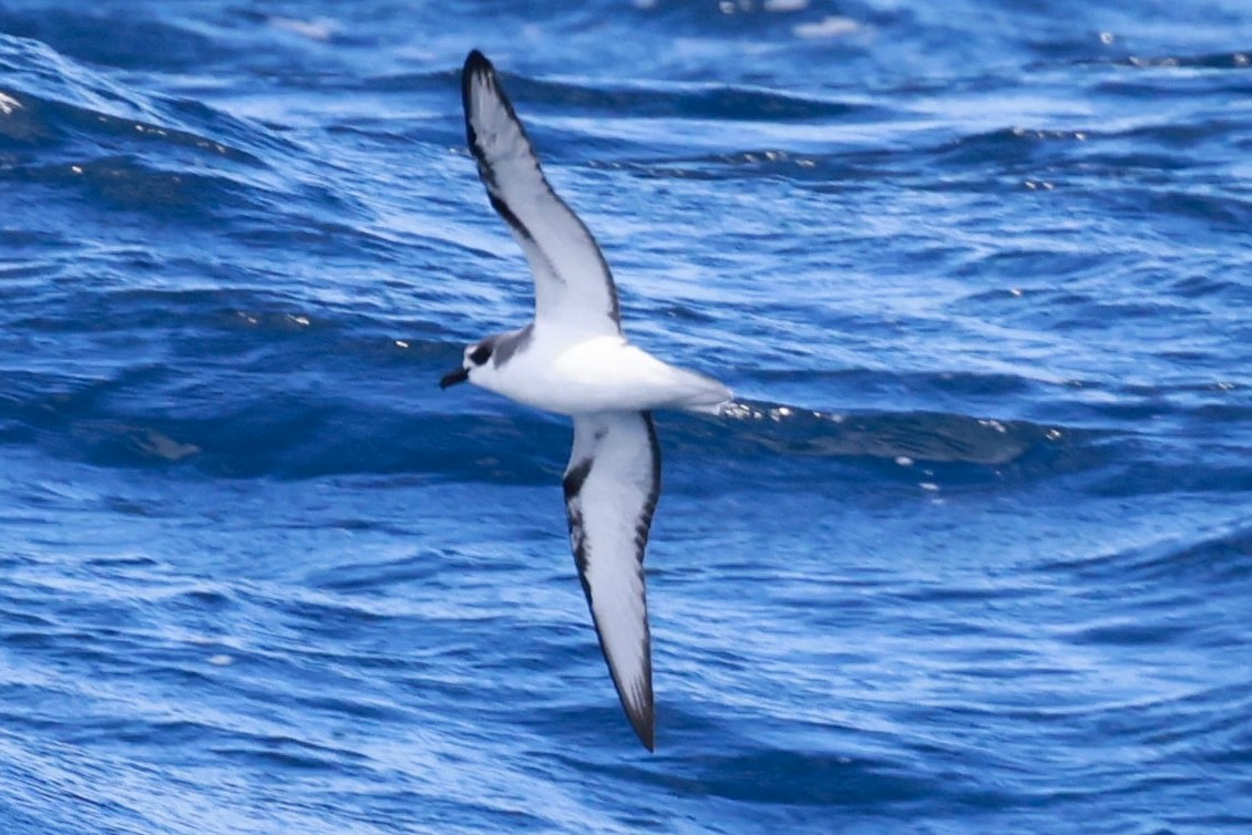 Şili Fırtınakuşu - ML644058530