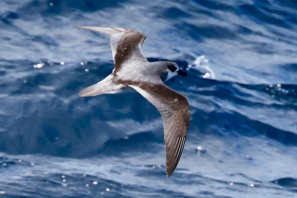 Şili Fırtınakuşu - ML644058531