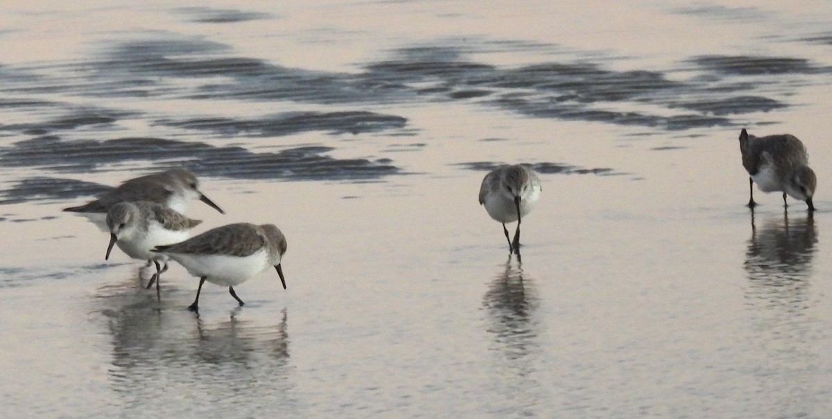 Western Sandpiper - ML644058535