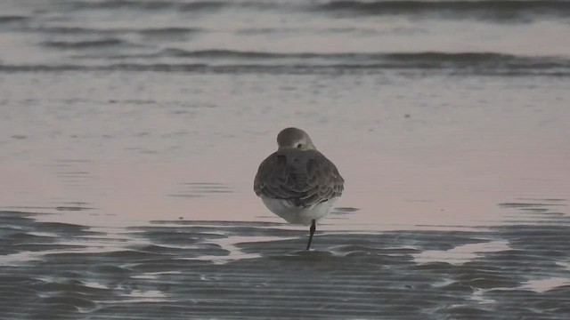 Western Sandpiper - ML644058537