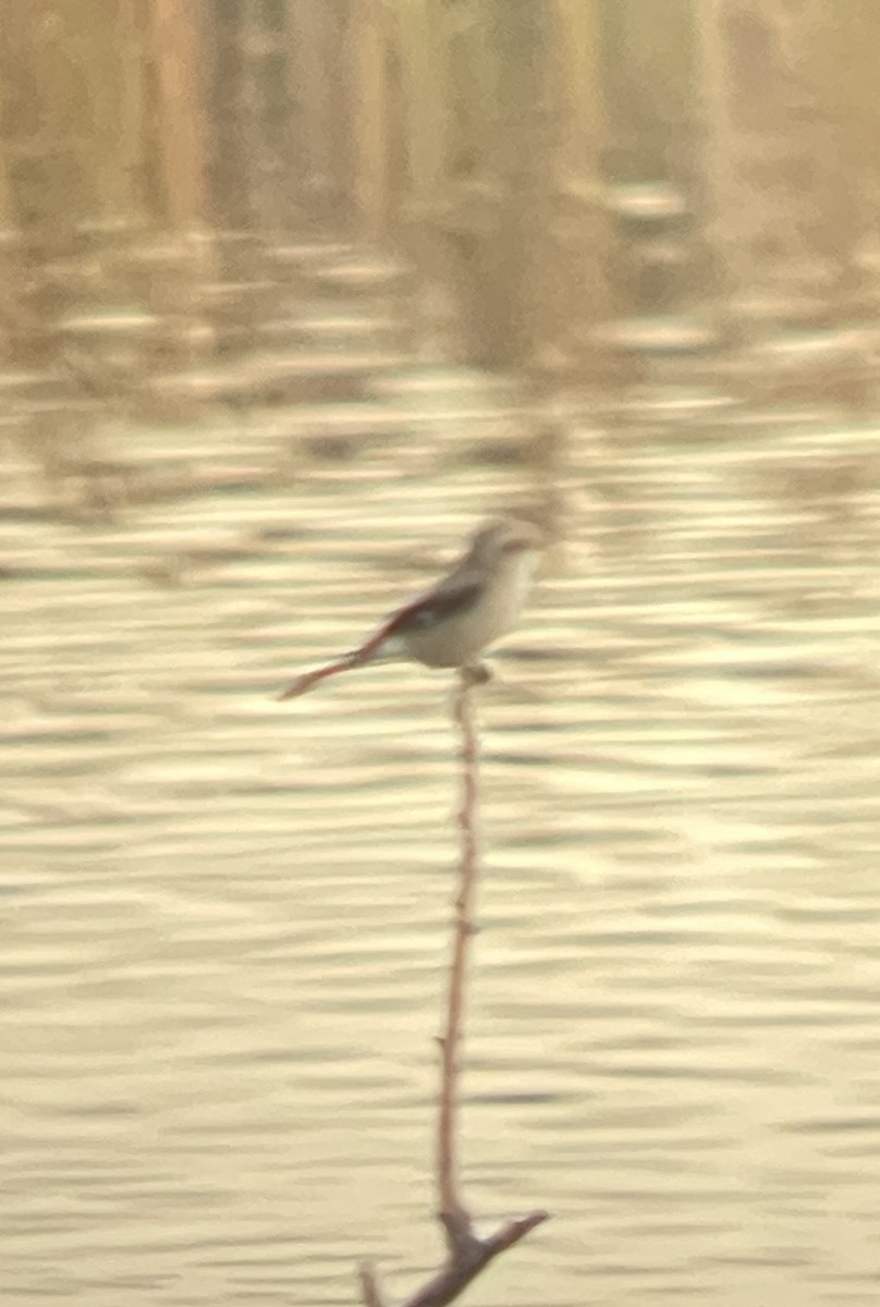 Northern Shrike - ML644058538