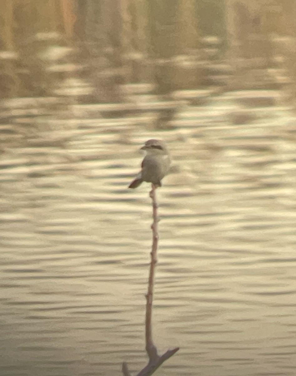 Northern Shrike - ML644058539