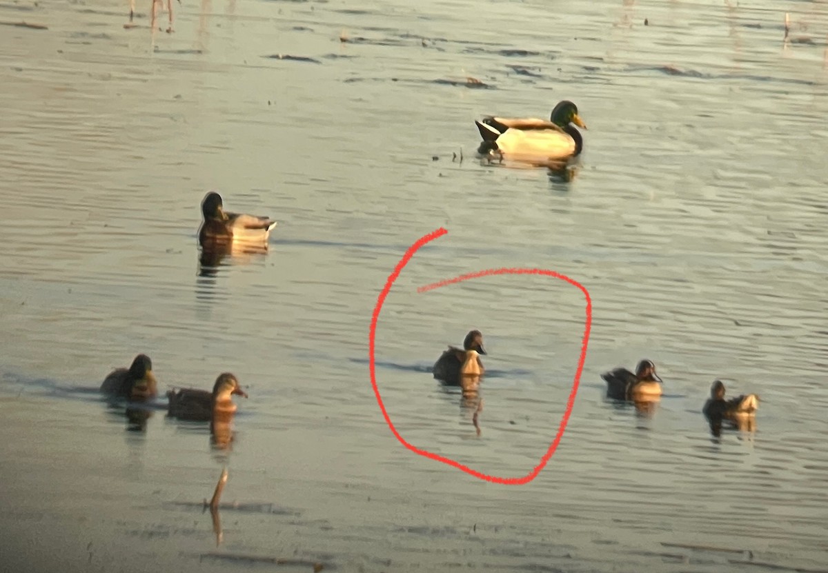 Northern Pintail - ML644058549