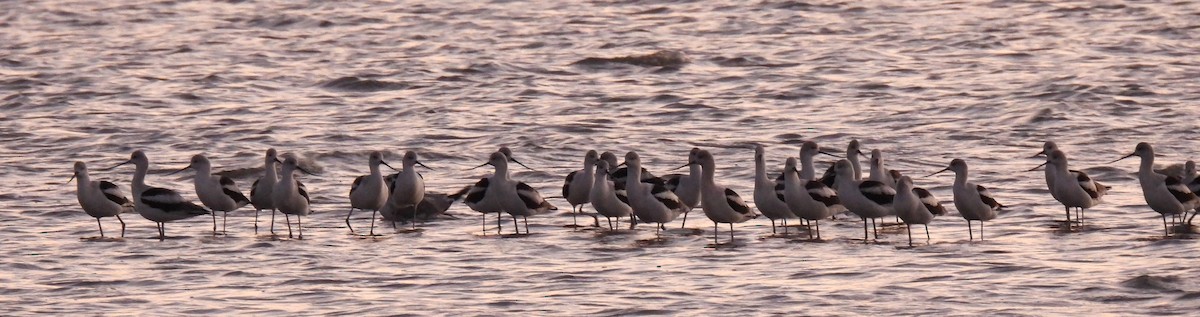 American Avocet - ML644058555