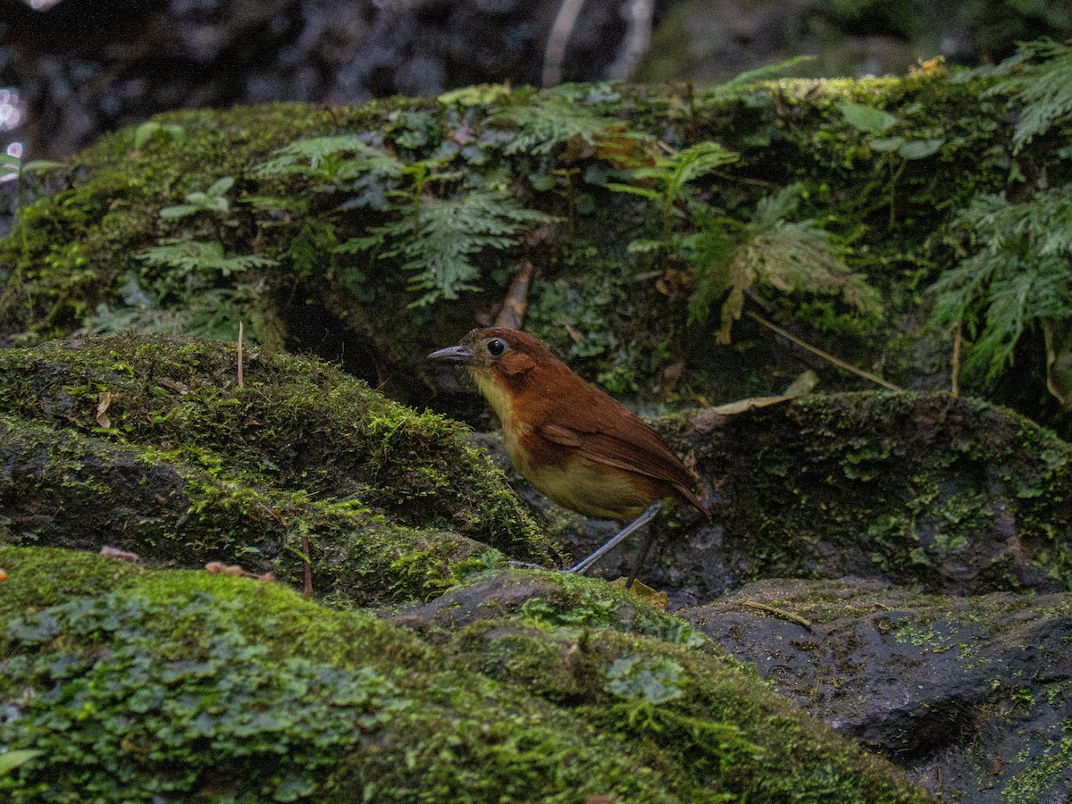 Yellow-breasted Antpitta - ML644058575