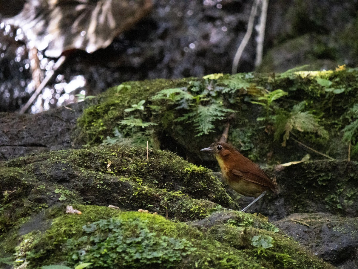Yellow-breasted Antpitta - ML644058577