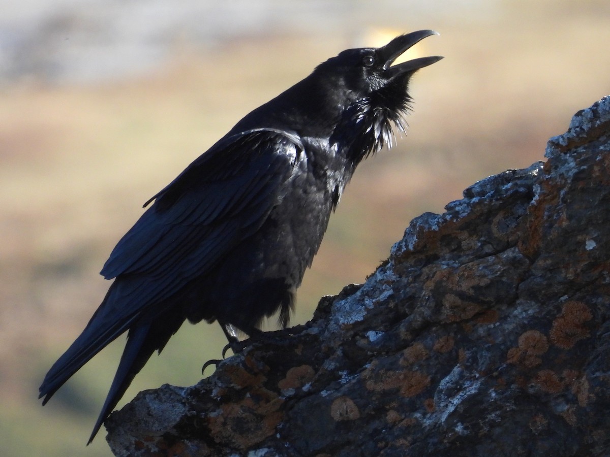 Common Raven - ML644058582