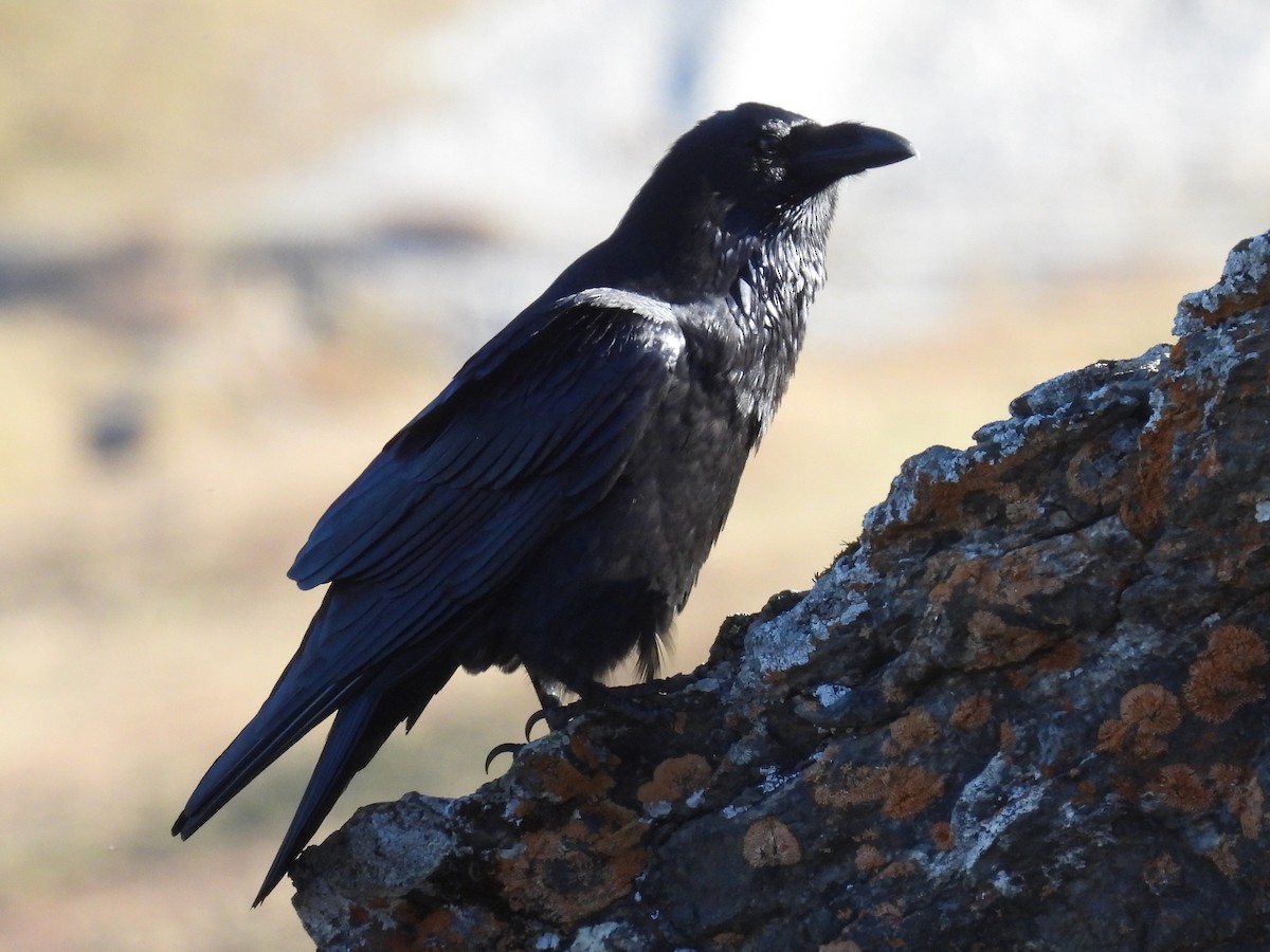Common Raven - ML644058583