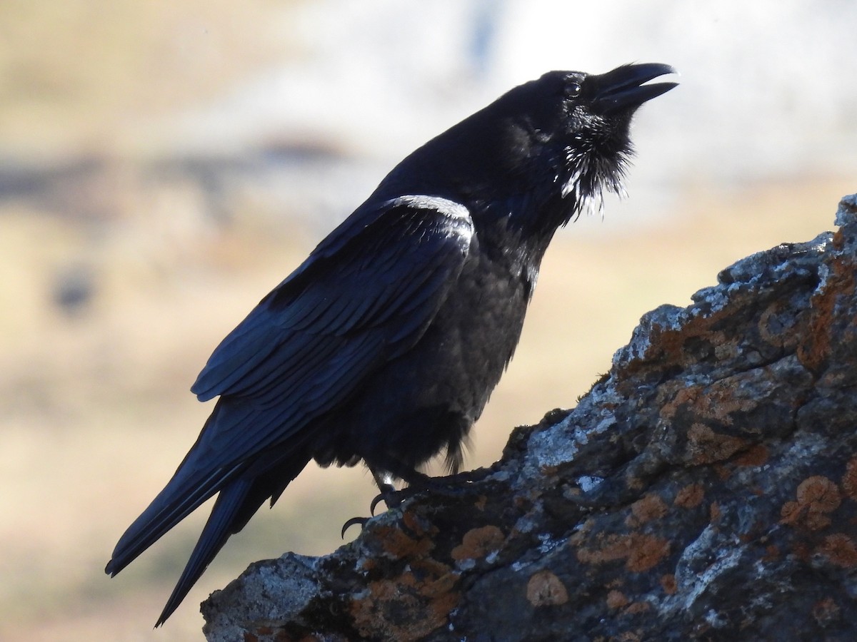 Common Raven - ML644058584