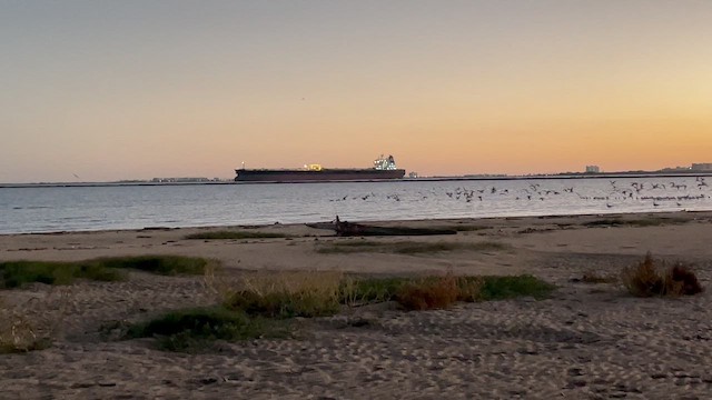 Black Skimmer - ML644058586