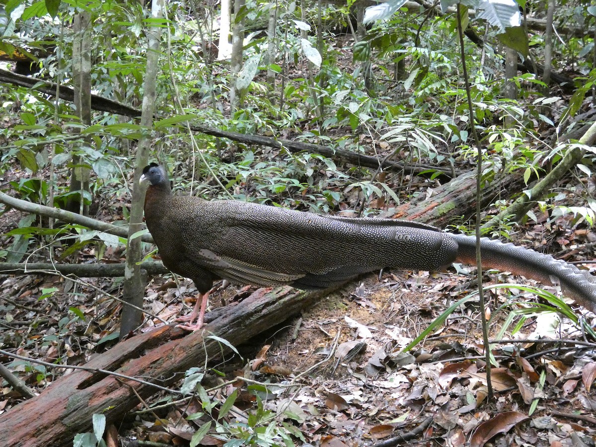 Great Argus - ML644058597