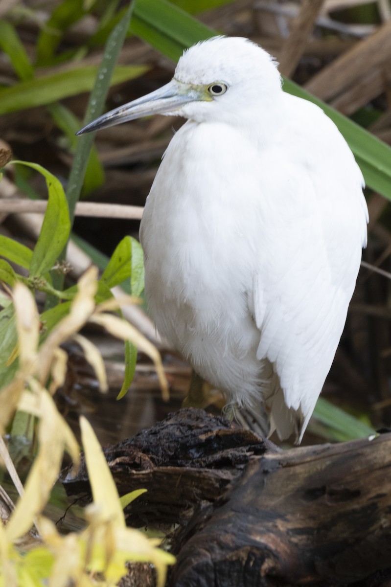 Little Blue Heron - ML644058598