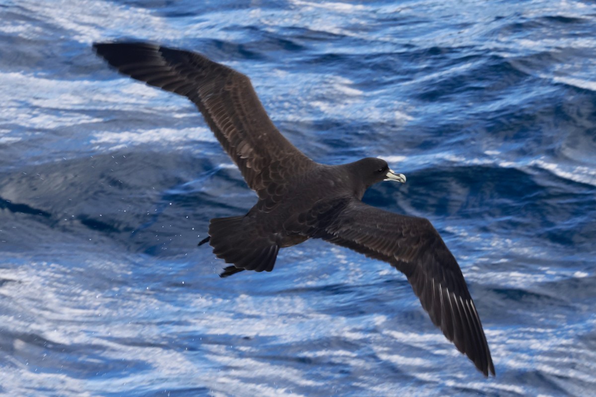 Puffin à menton blanc - ML644058620