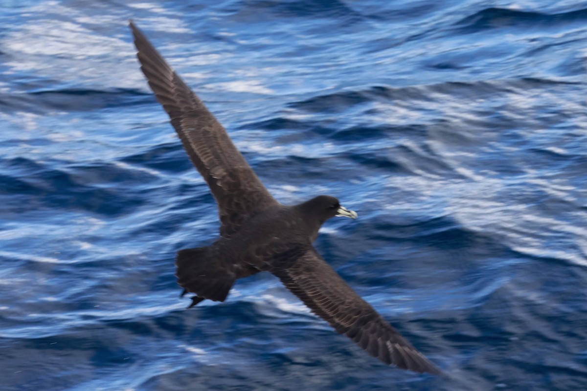 Puffin à menton blanc - ML644058621