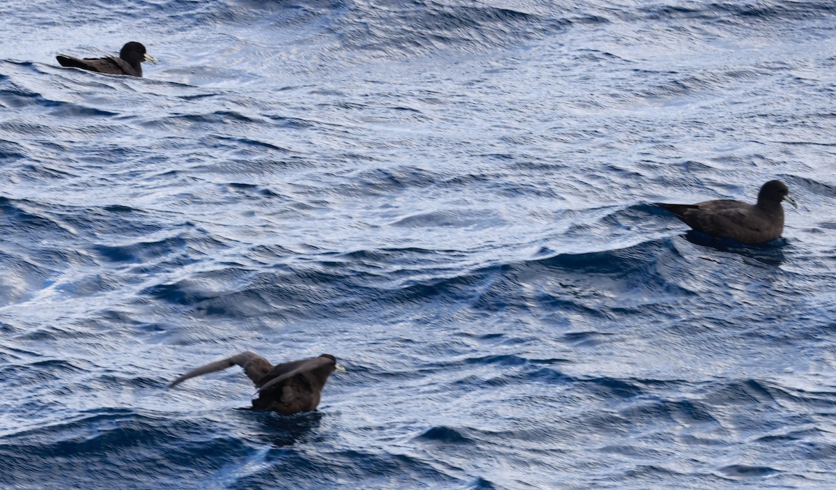 Puffin à menton blanc - ML644058622