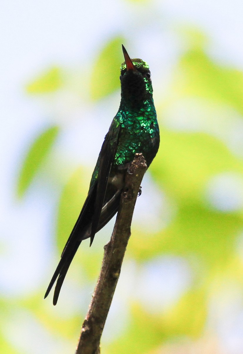 Golden-crowned Emerald - ML644058628