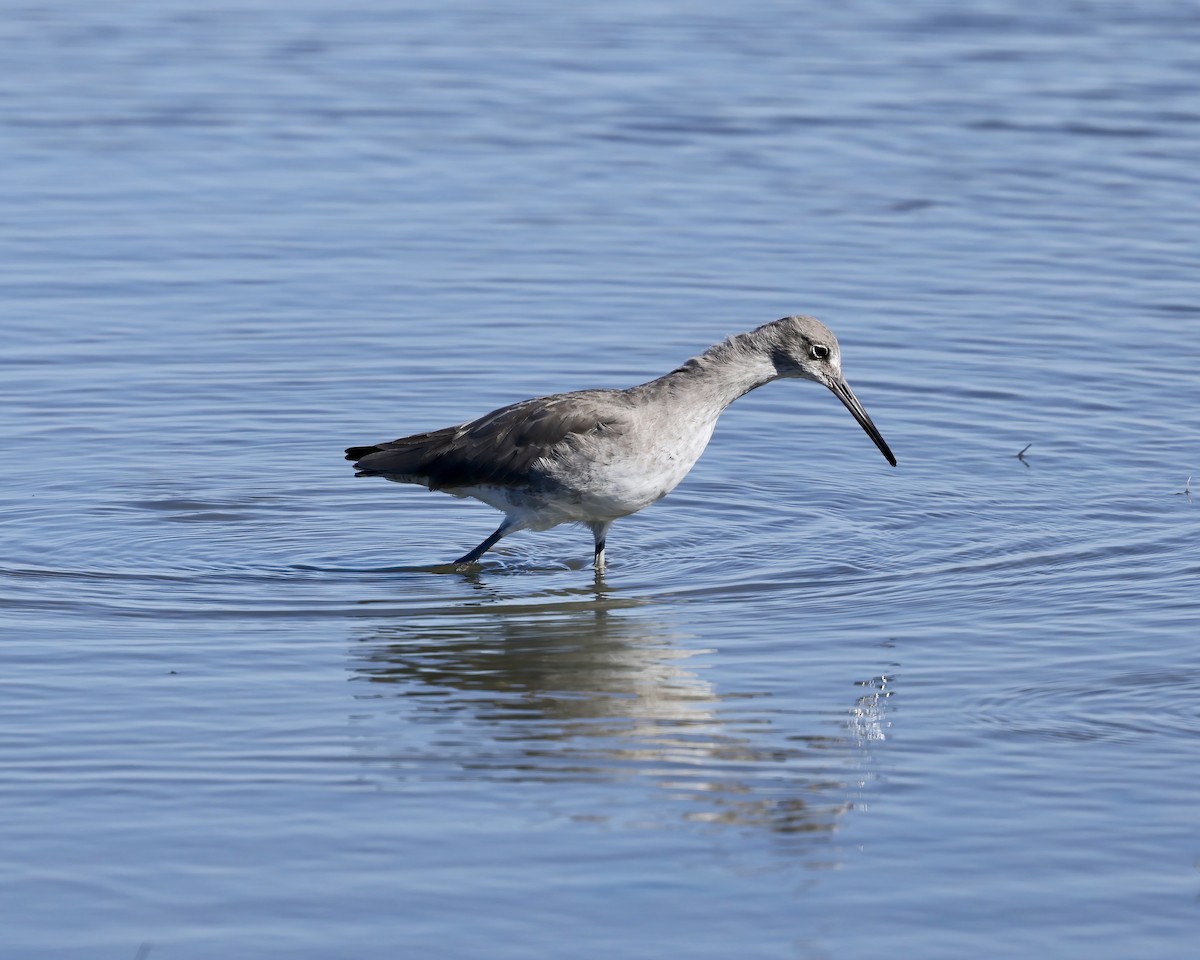 Willet - ML644058695
