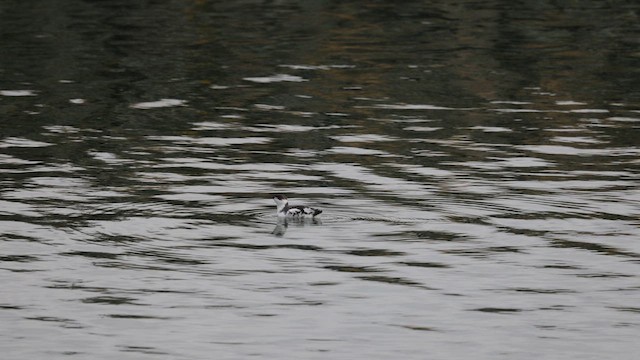 Guillemot marbré - ML644058698