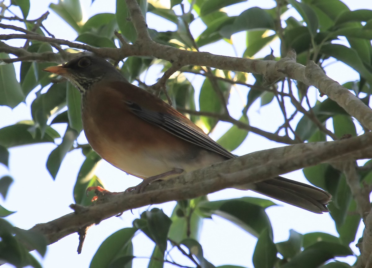 Rufous-backed Robin - ML644058701