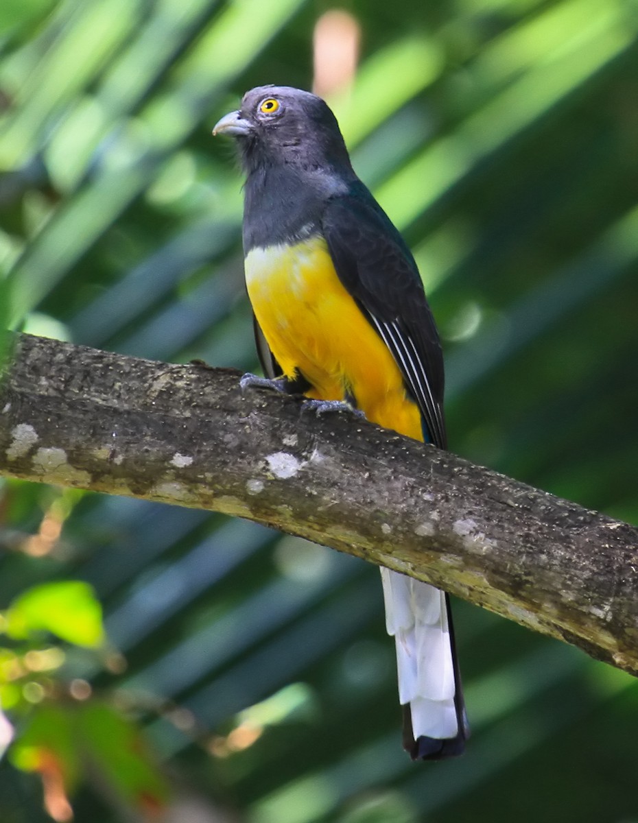 Graukopftrogon - ML644058720