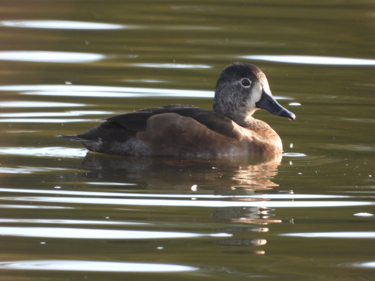 ringand - ML644058764