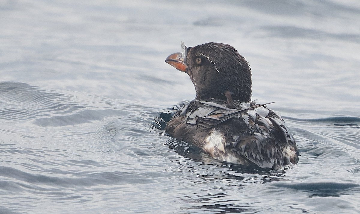 Macareux rhinocéros - ML644058774