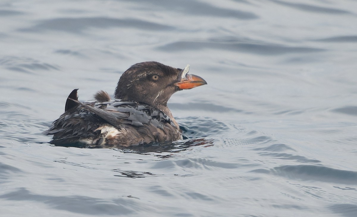 Macareux rhinocéros - ML644058775