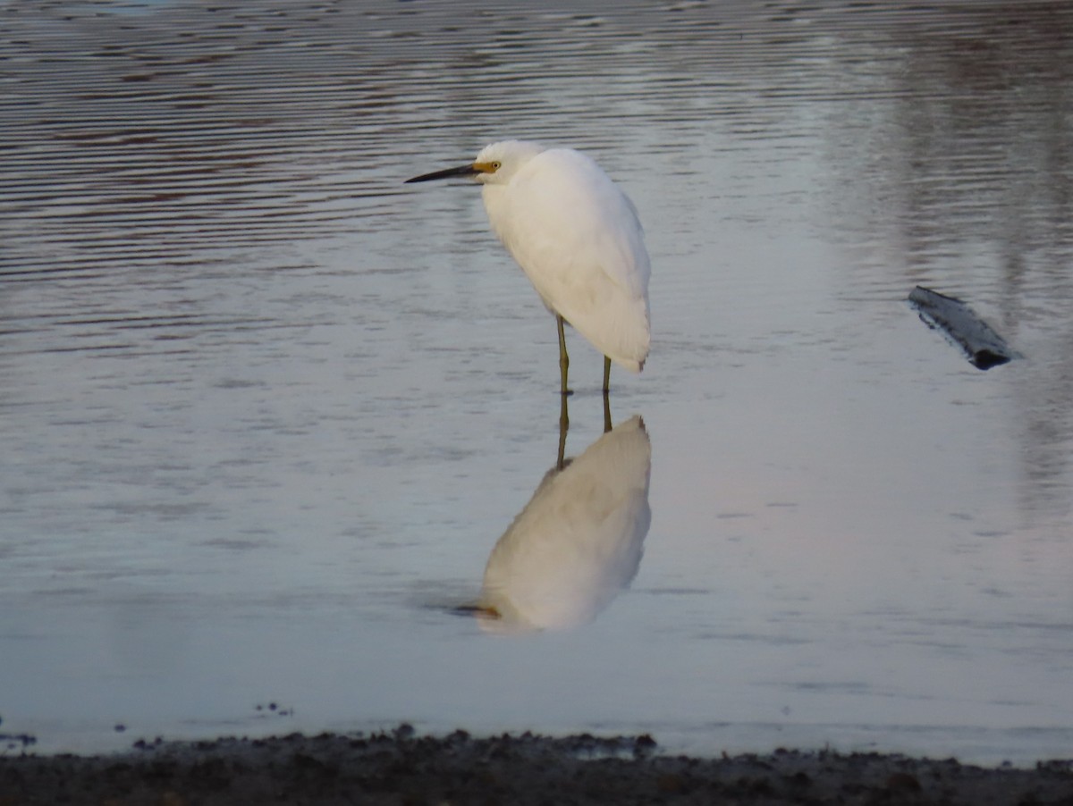 לבנית אמריקנית - ML644058791