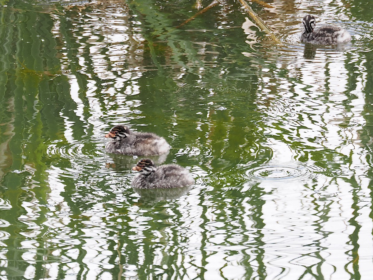Australasian Grebe - ML644058794