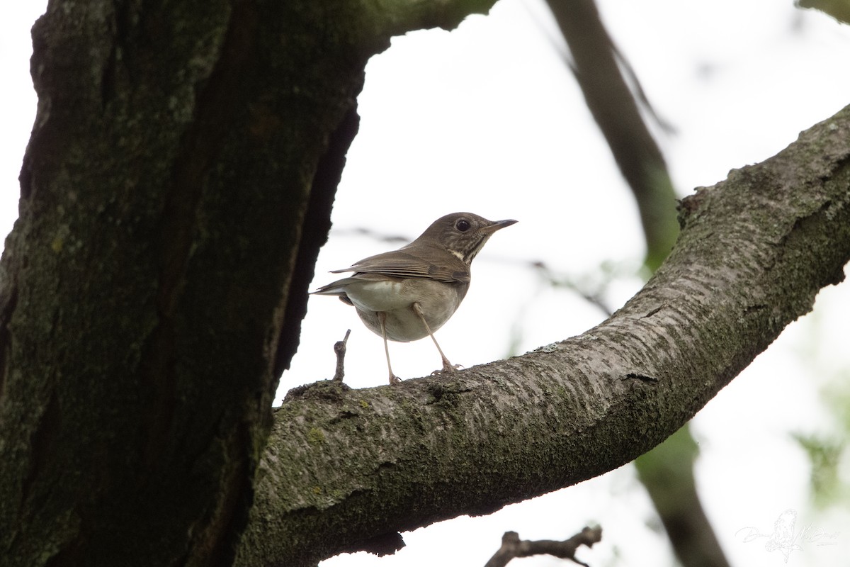 Gray-cheeked Thrush - ML644058816