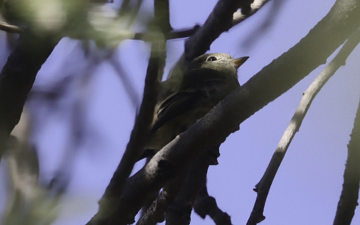 Hammond's Flycatcher - ML644058823