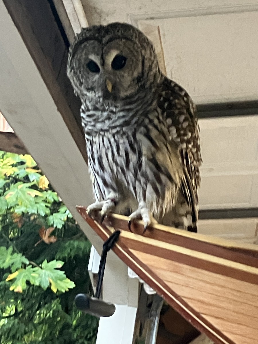 Barred Owl - ML644058842