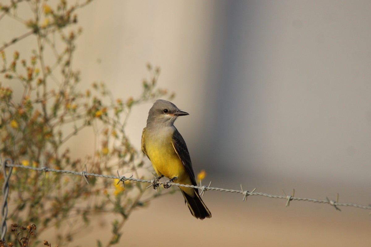 Western Kingbird - ML644058852
