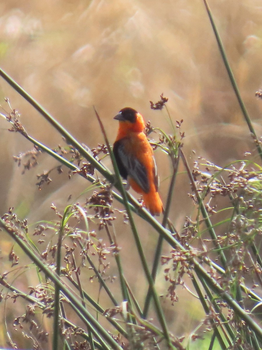 Northern Red Bishop - ML644058853