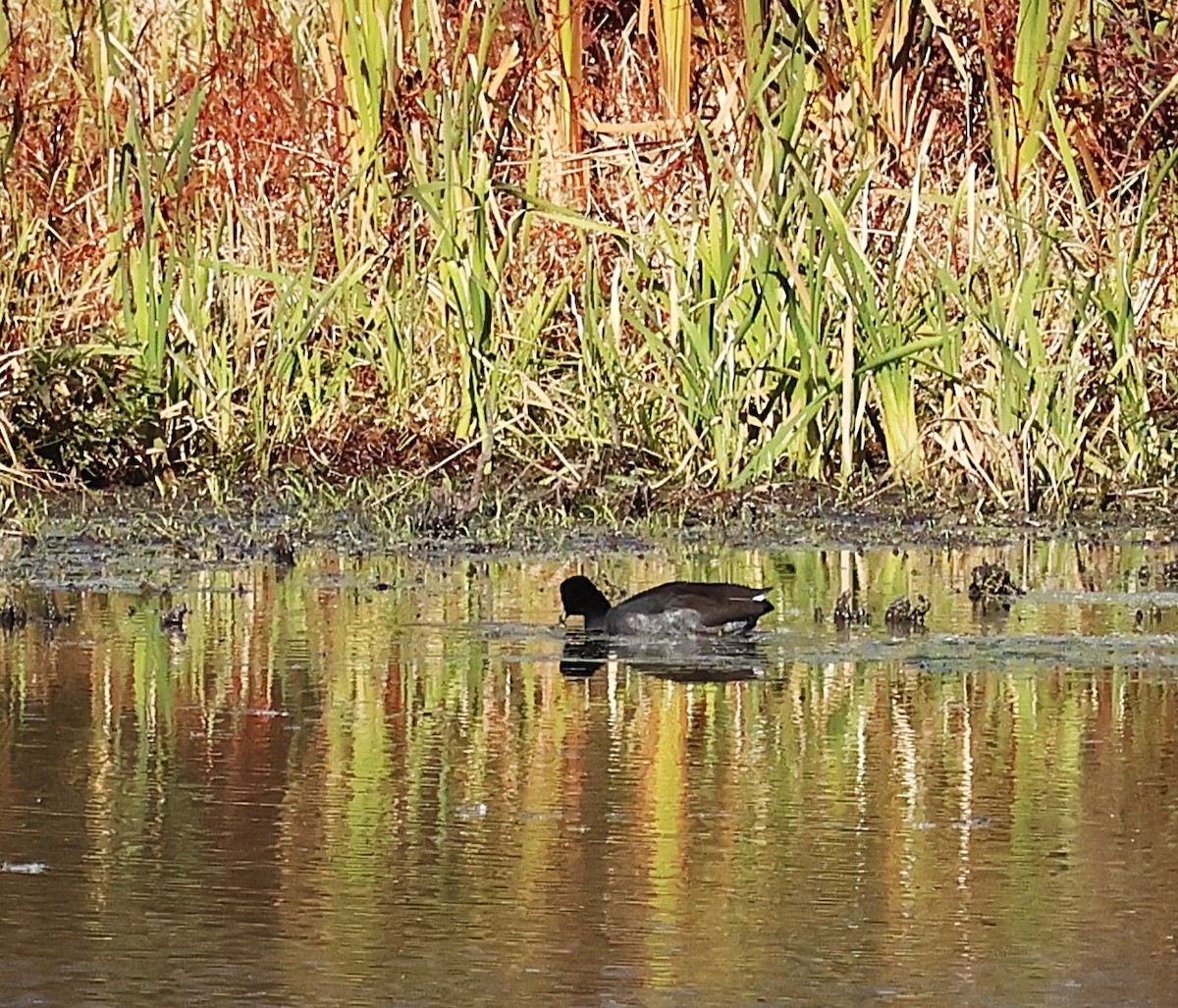 American Coot - ML644058854