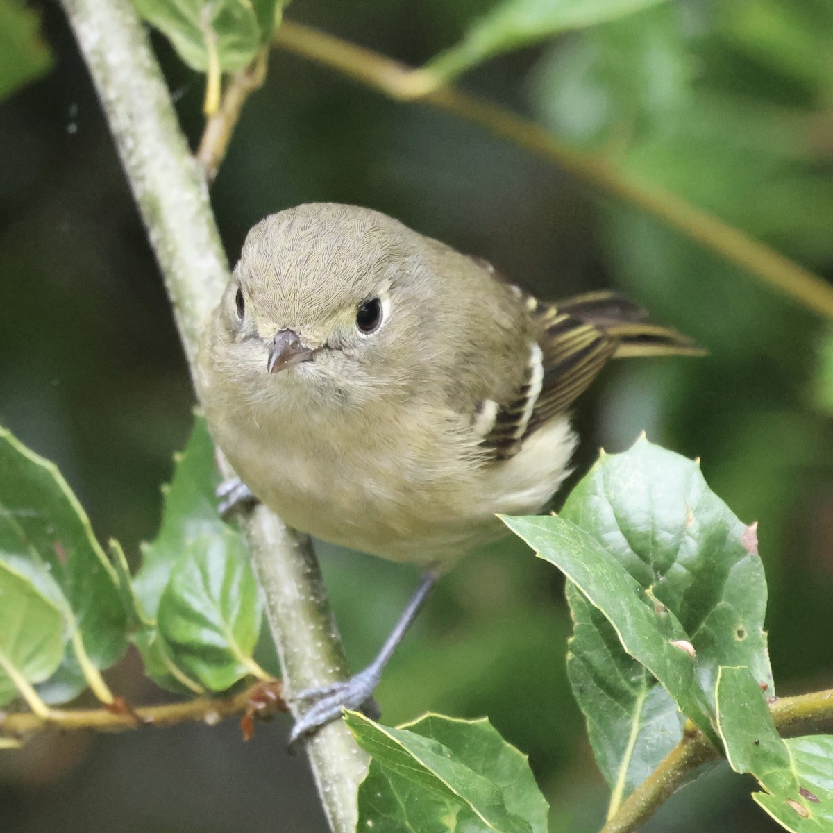 Hutton's Vireo - ML644058864