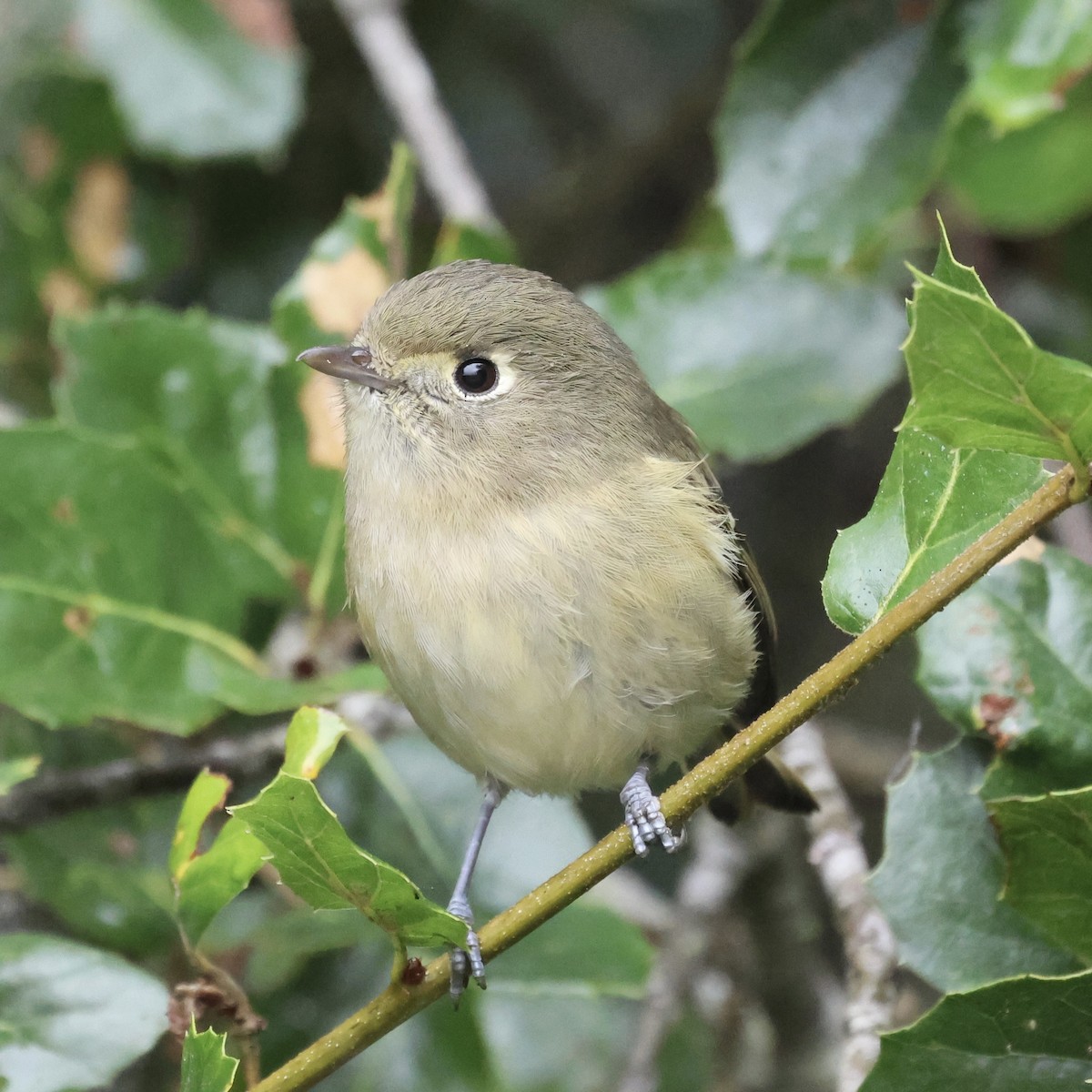 Hutton's Vireo - ML644058865