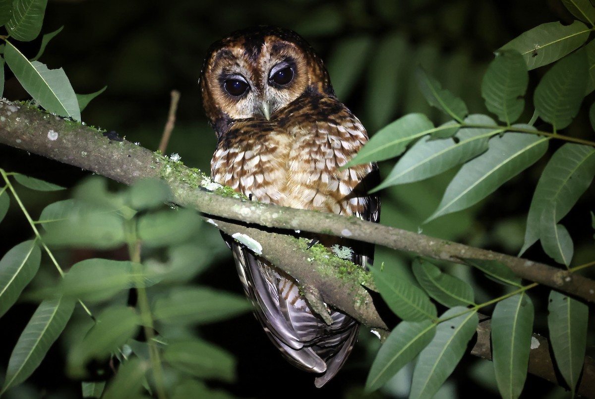 brynjeugle - ML644058872