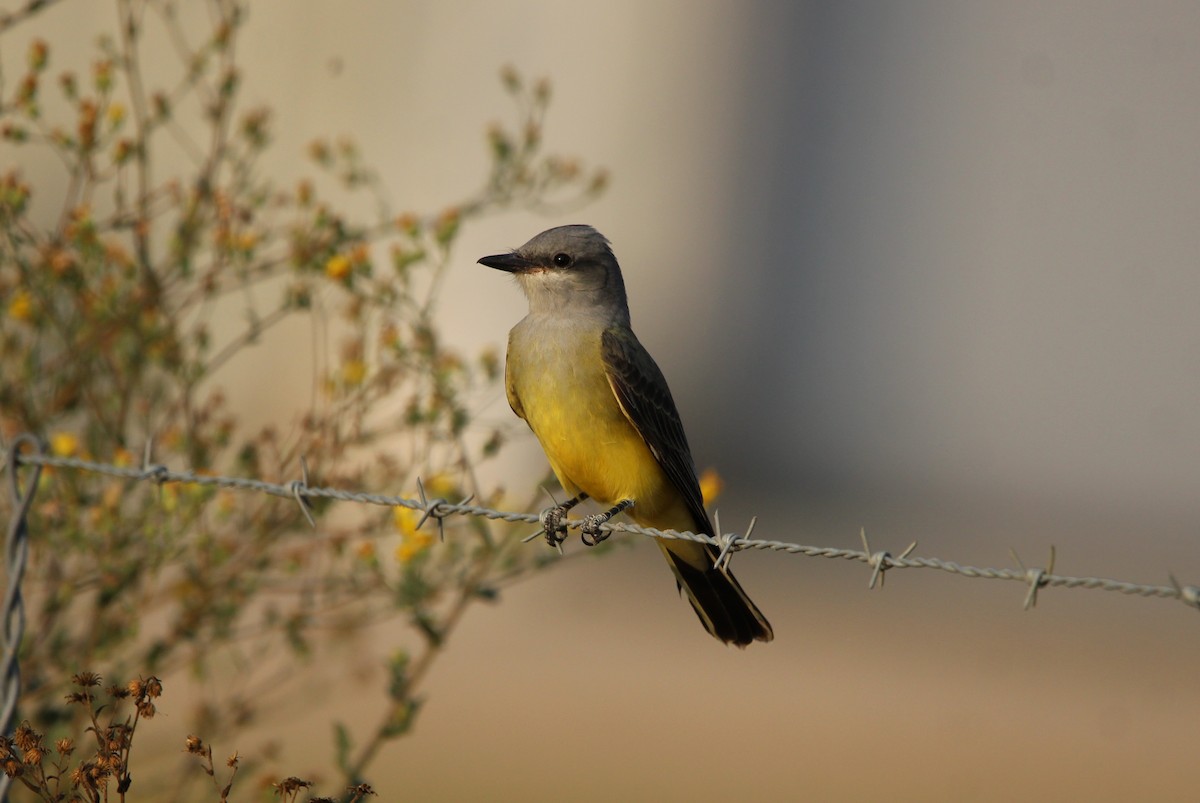 Western Kingbird - ML644058878
