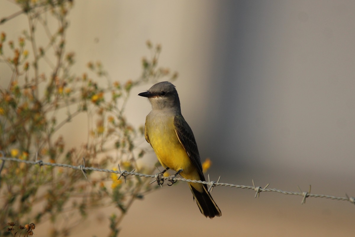 Western Kingbird - ML644058882
