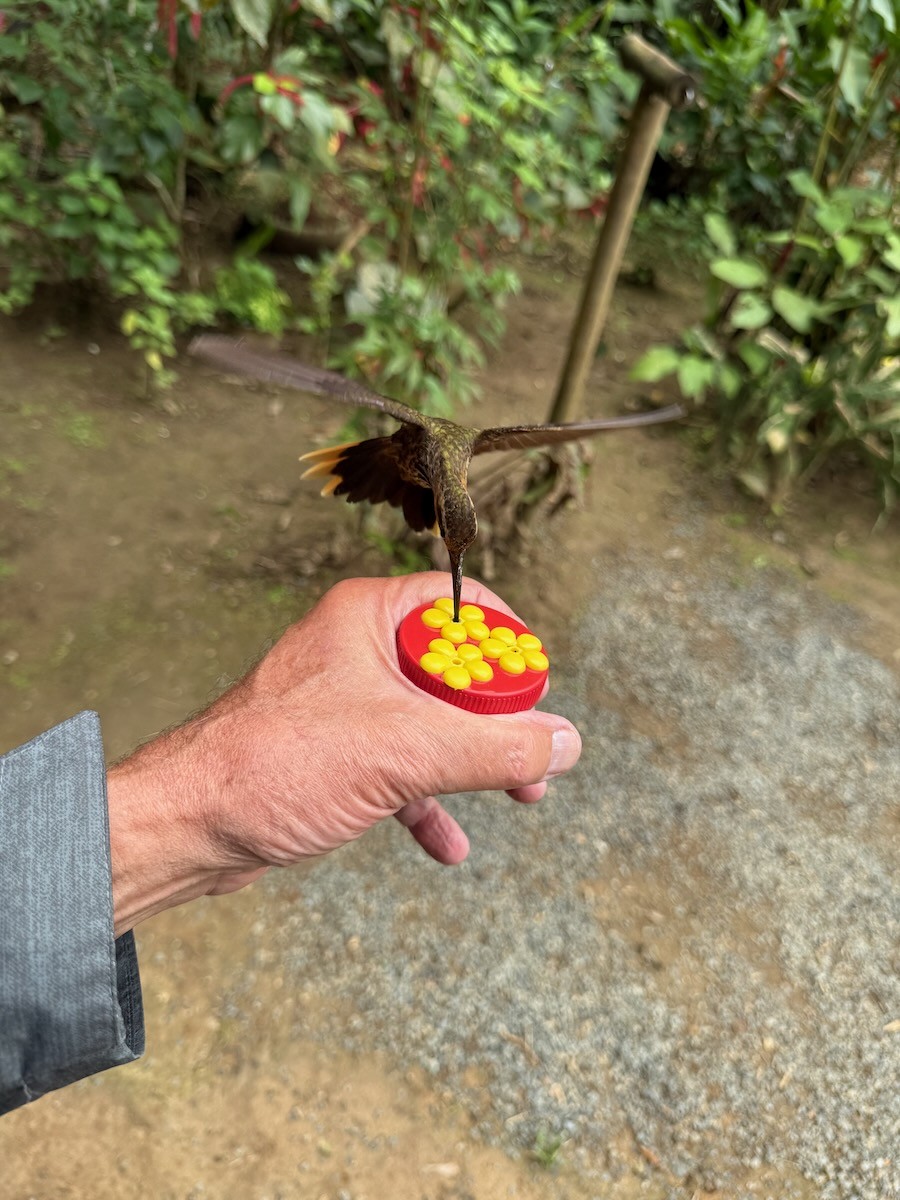 Saw-billed Hermit - ML644058885