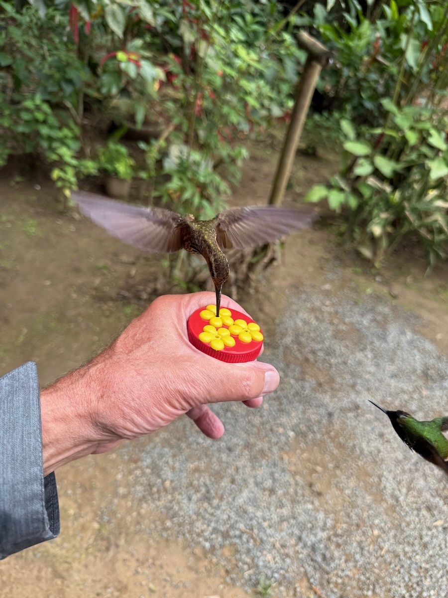 Saw-billed Hermit - ML644058886