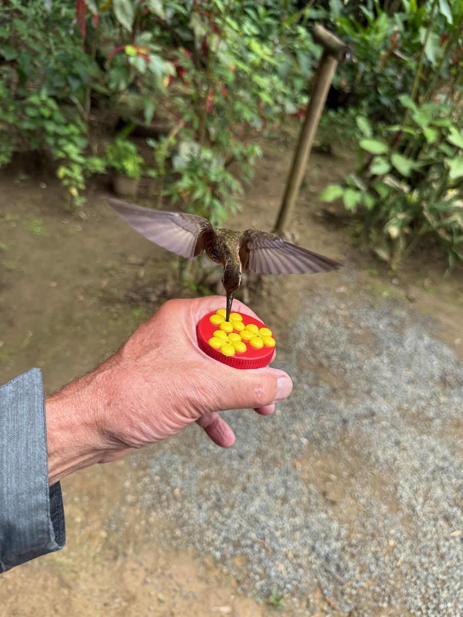 Saw-billed Hermit - ML644058887