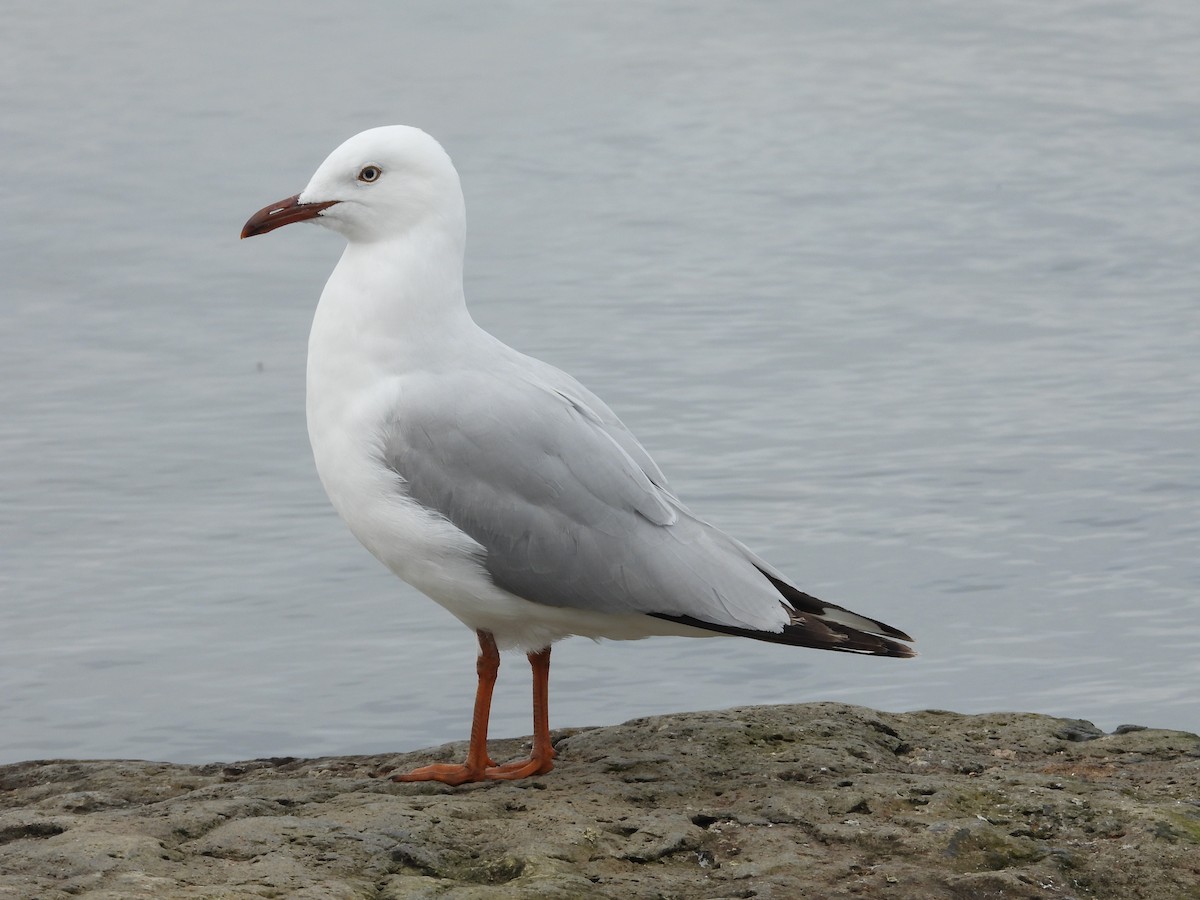 Silver Gull (Silver) - ML644058901